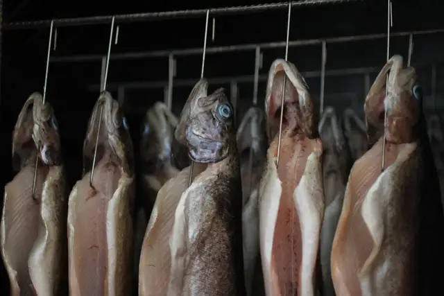 Jak przygotować pstrągi do wędzenia - uniknij najczęstszych błędów