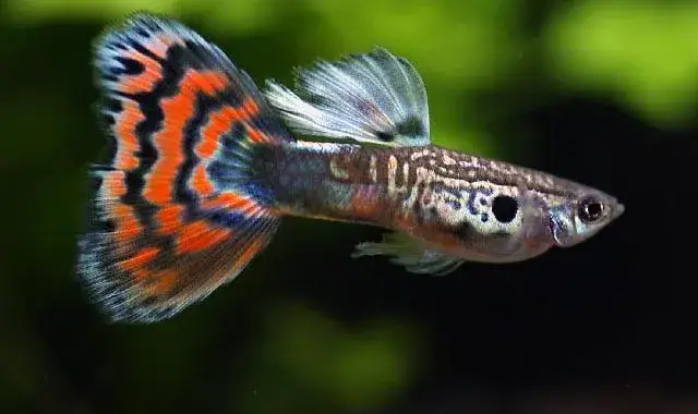 Jakie rybki z gupikami w akwarium? Oto najlepsze towarzysze!