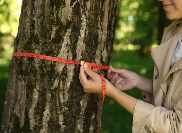Dłoń mierzy obwód pnia drzewa czerwoną taśmą mierniczą.