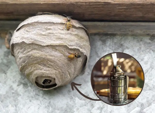 Jak pozbyć się os że ściany - bezpieczne metody usuwania gniazd