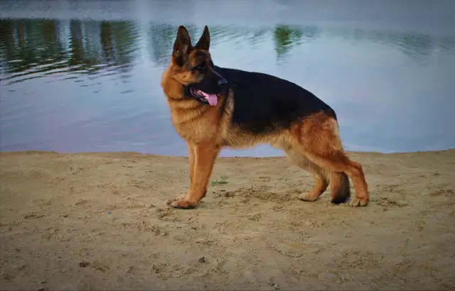 Kiedy owczarek niemiecki ma cieczkę? Pełny przewodnik dla właściciela