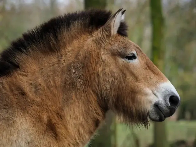 Gatunki które wyginęły w Polsce – tragiczne skutki dla bioróżnorodności