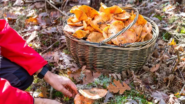Kiedy sezon na rydze? Sprawdź najlepszy czas na zbieranie tych grzybów