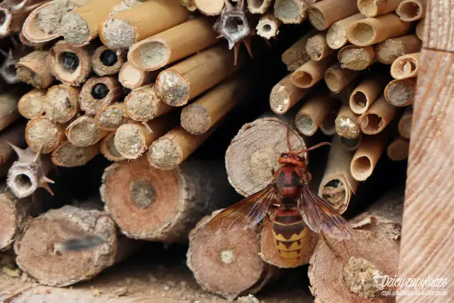 Roczny cykl życia szerszeni: Jak powstaje i ginie kolonia?