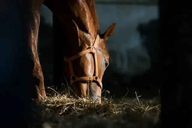Stadnina koni Prudnik - poznaj najlepsze miejsce dla miłośników koni