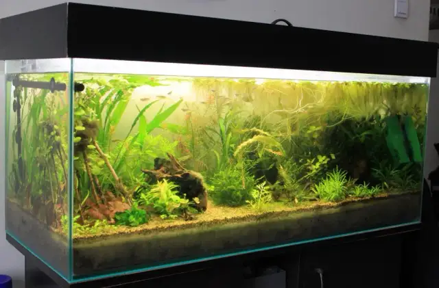 Jak rozdzielić piasek i żwir w akwarium? Poradnik krok po kroku