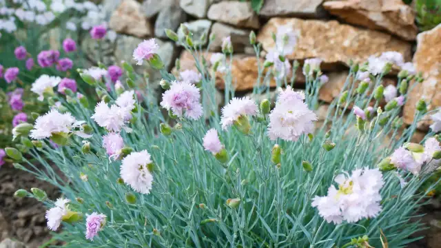 Kiedy sadzić goździki ogrodowe, aby uniknąć błędów i zapewnić sukces