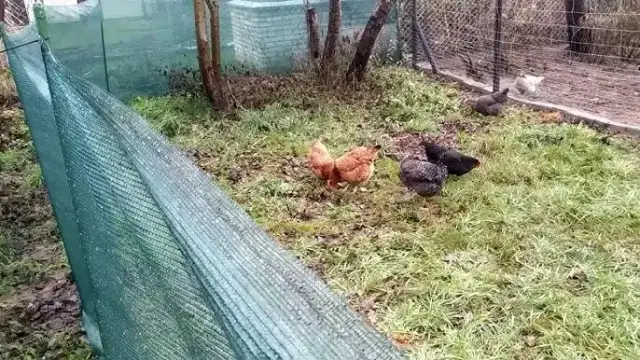 Jak zrobić ogrodzenie dla kur - proste kroki i ważne wskazówki