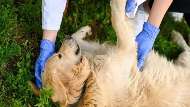 Was tun bei Erbrechen Hund: Soforthilfe und wichtige Tipps