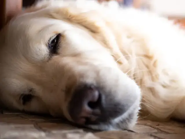 Jak umiera golden retriever - najczęstsze przyczyny i objawy śmierci