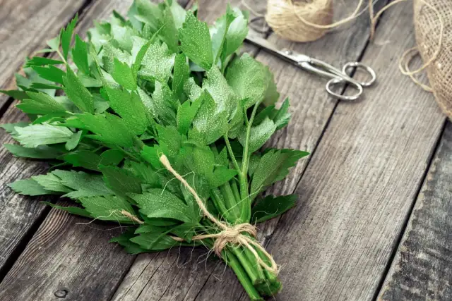 Jak przycinać lubczyk? Poradnik krok po kroku dla lepszego aromatu