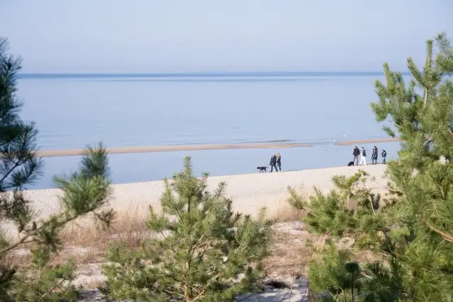 Dlaczego nad morzem nie ma komarów? Odkryj tajemnice ich braku