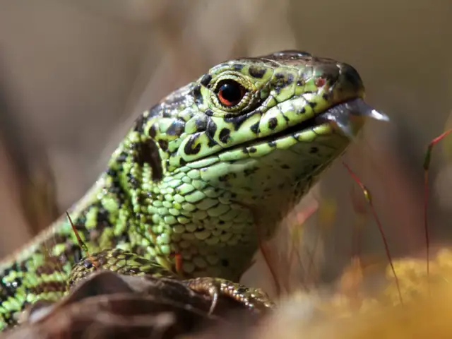 Jaszczurka to gad czy płaz? Odkryj kluczowe różnice i cechy