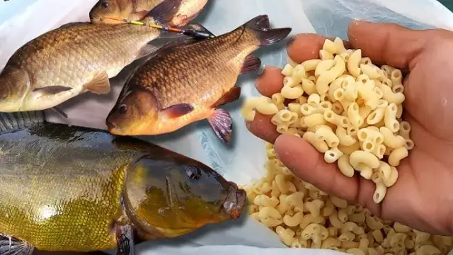 Jak zrobić zanętę na ryby - skuteczne przepisy i tajniki przygotowania