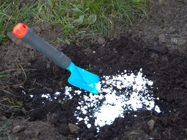 Wapno ogrodowe jak stosować: skuteczne metody i dawkowanie dla zdrowej gleby