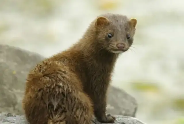 Jak są pozyskiwane rzęsy z norek? Etyka i bezpieczeństwo w produkcji