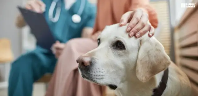 Twój pies zjadł mak? Natychmiastowa pomoc i objawy zatrucia.