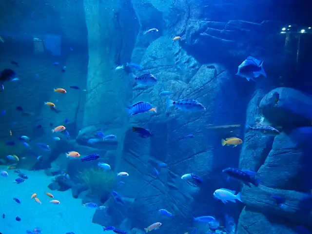 Największe oceanarium w Krakowie? Odkryj TOP 3 w Polsce!