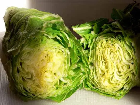 Chicorée pain de sucre : adieu l'amertume, bonjour les saveurs !