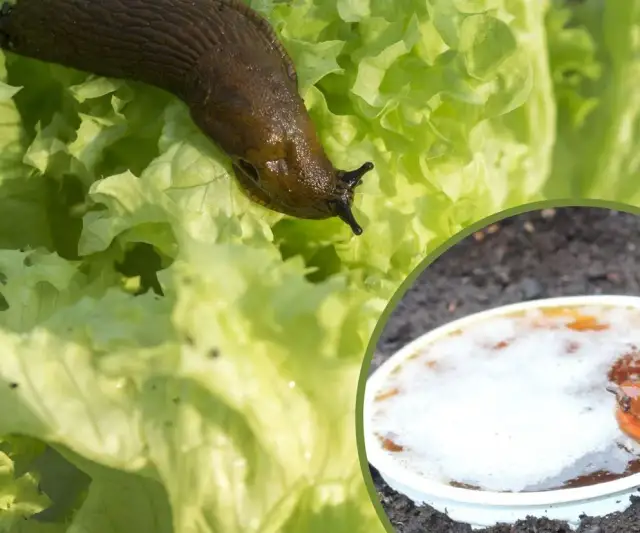Skuteczne sposoby na ślimaki w ogrodzie – porady z forum ogrodniczego