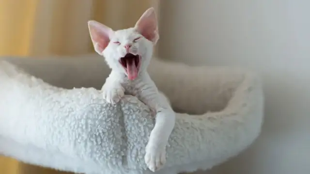 Białe koty Devon Rex: unikalne cechy, osobowość i dostępność