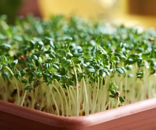 Kiedy siać rzeżuchę na Wielkanoc, aby uniknąć rozczarowania?