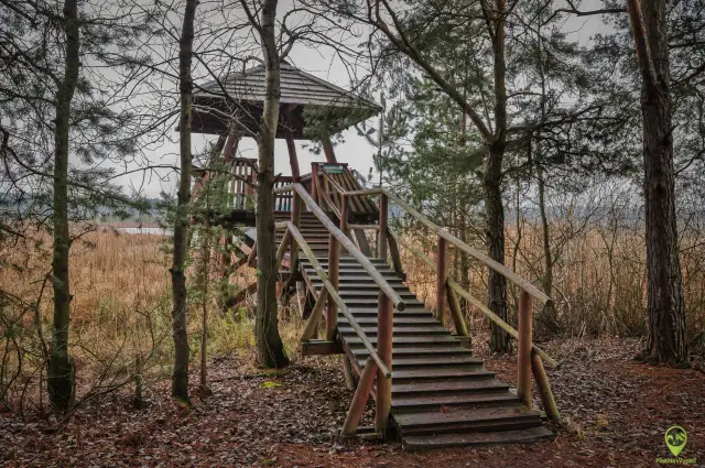 Lasy Janowskie: atrakcje dla każdego. Zaplanuj niezapomnianą wycieczkę
