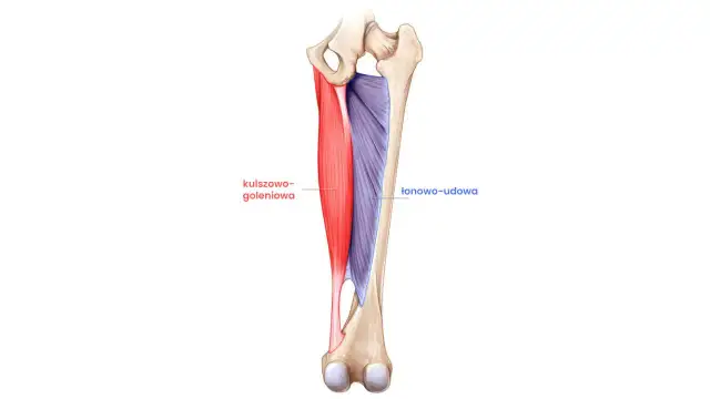 Mięsień smukły to jedne sekretny bohater Twojego ciała w ruchu