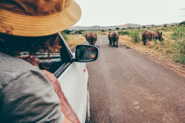 Widok z samochodu na stado nosorożców na drodze w RPA. Idealny czas na podróż to okres od maja do października.