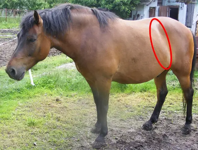 Skręt jelit u konia objawy: jak rozpoznać i uniknąć tragedii