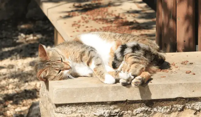 Czy lenistwo to grzech? Zrozum, jakie niesie konsekwencje duchowe