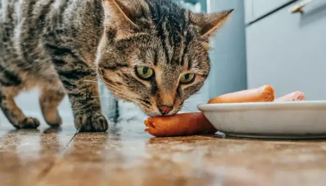 Czy koty mogą jeść parówki? Sprawdź, dlaczego to może być niebezpieczne