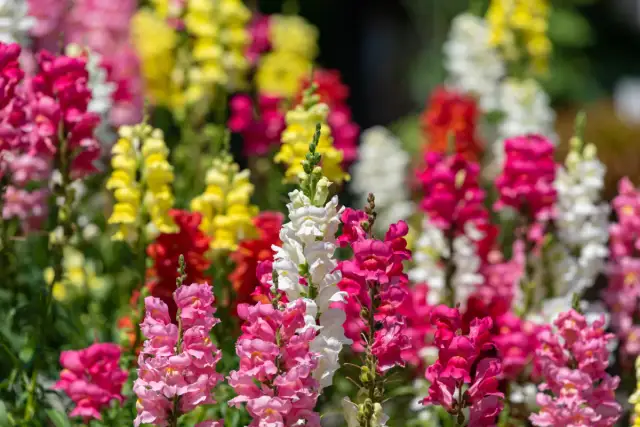 Lwia paszcza kiedy siać - najlepsze terminy na udany siew