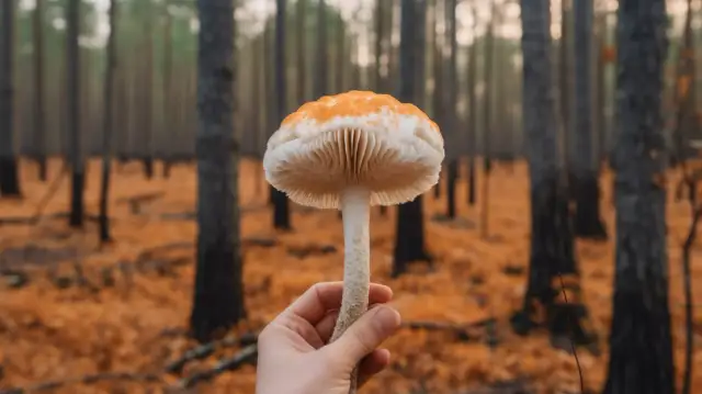 Grzyb rycerzyk - Grzybobranie Rybnik, Rycerzyk grzyb