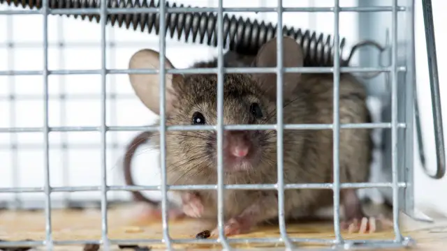 Najlepsza przynęta na myszy – skuteczne metody na pozbycie się gryzoni