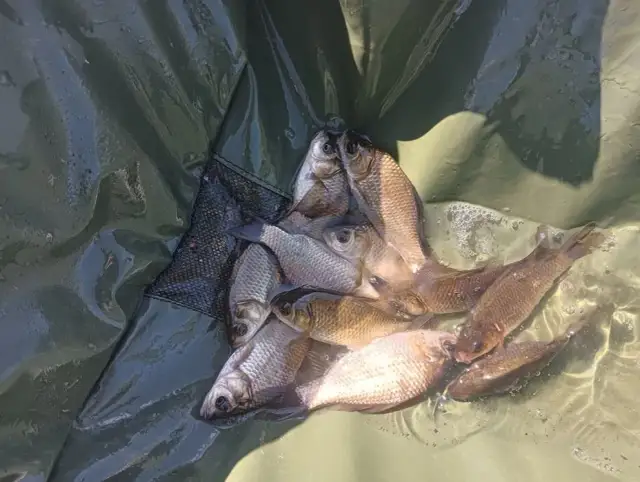 Gdzie kupić rybki na żywca i uniknąć problemów z etyką wędkarską