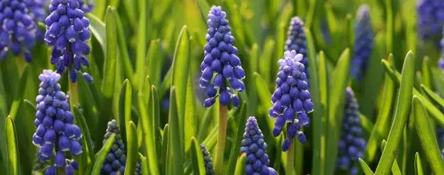 Szafirek kiedy kwitnie - poznaj tajemnice jego wiosennego rozkwitu