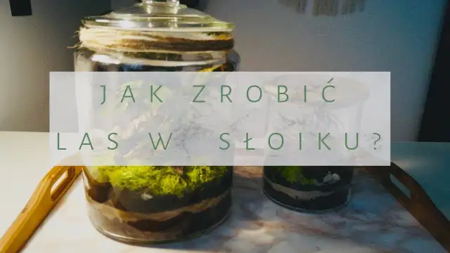 Las w słoiku DIY: Twój kompletny przewodnik krok po kroku