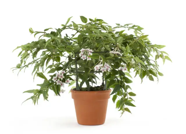 Kiedy kwitnie hoja? Sekrety obfitego kwitnienia!