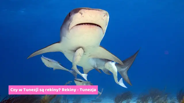 Morze Śródziemne czy są rekiny? Bezpieczne kąpiele w wodach mórz