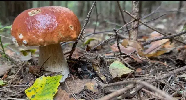 Jak skutecznie rozpoznawać grzyby? Najnowsze informacje i porady