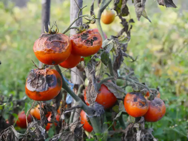 Pomidory z czarnymi, gnijącymi plamami, które pokazują, jak wygląda zaraza ziemniaczana na pomidorach.
