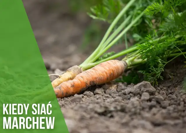 Kiedy sadzić marchew, aby uniknąć błędów i cieszyć się plonami