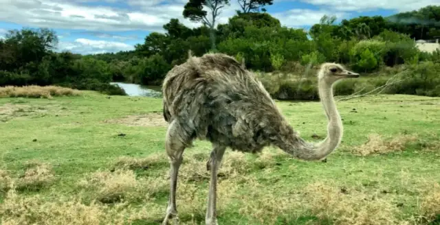 Jak szybko biega struś? Zaskakujące fakty o jego prędkości