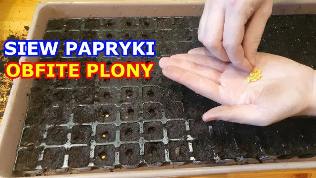 Jak siać paprykę z nasion - uniknij błędów i ciesz się plonami