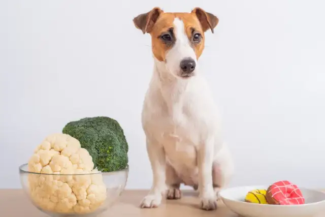 Kalafior dla psa: Zdrowy przysmak czy ryzyko? Sprawdź!