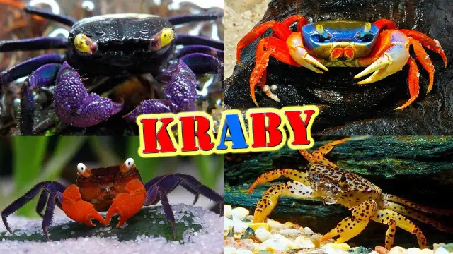 Jak rozmnażają się kraby? Odkryj zaskakujące tajemnice ich cyklu życia