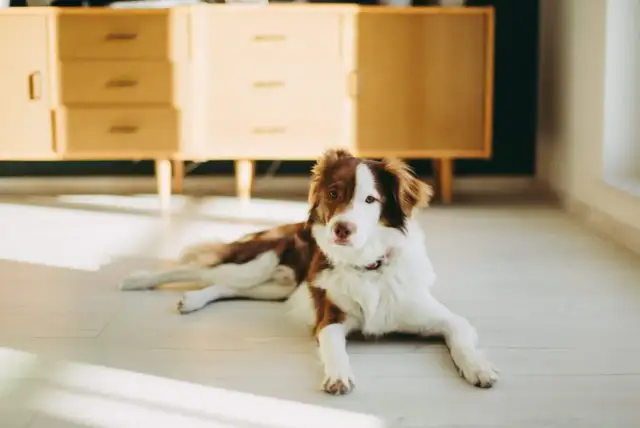 Jak zostać domem tymczasowym dla psa - zbuduj most do szczęścia