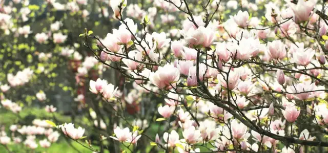 Jakie nawozy do magnolii zapewnią zdrowy wzrost i piękne kwitnienie