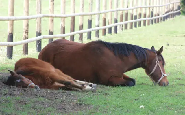 Jak śpią konie? Odkryj ich tajemnice snu i zdrowia
